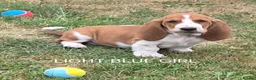 Basset Hound dogs for sale: KC BASSET HOUND PUPPIES  - Advert 19