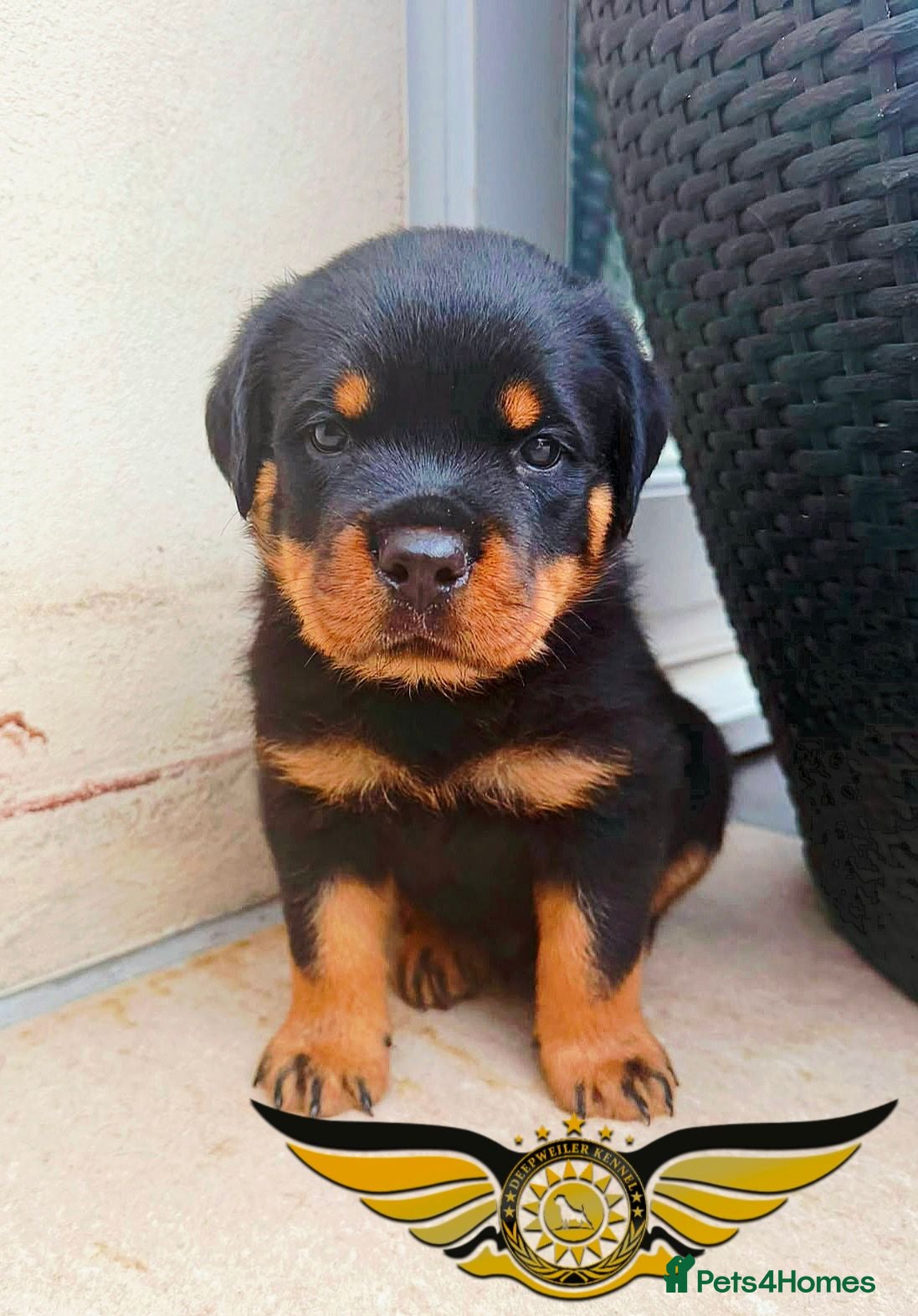 Rottweiler dogs BEAUTIFUL ROTTWEILER PUPPIES FULL KC SHOW QUALITY  - Advert 2