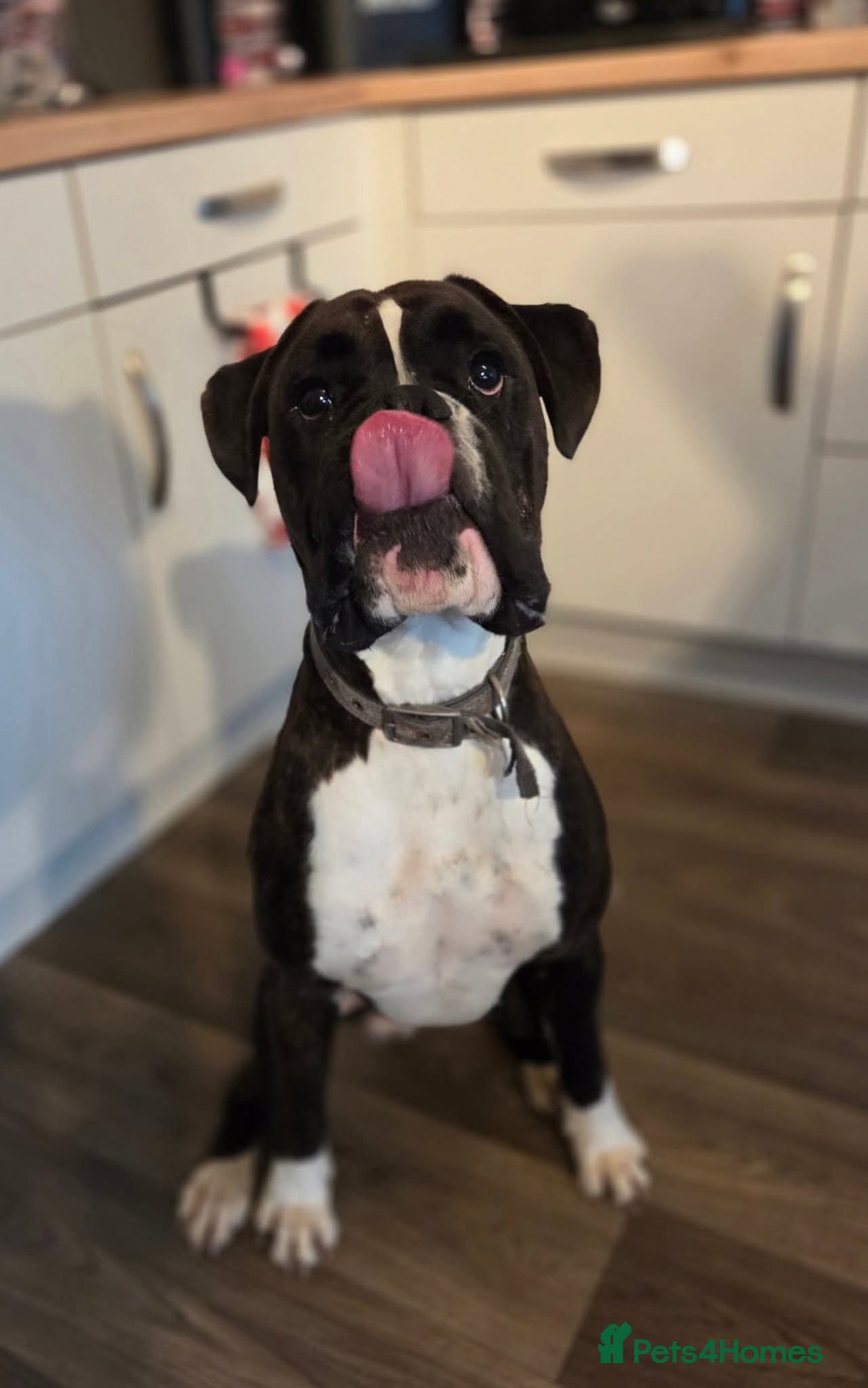 Boxer dogs for sale: 2 year old male boxer - Advert 2