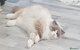 Ragdoll cats for stud: Charles - TICA and Gccf registered active boy  in Bournemouth - Image 7