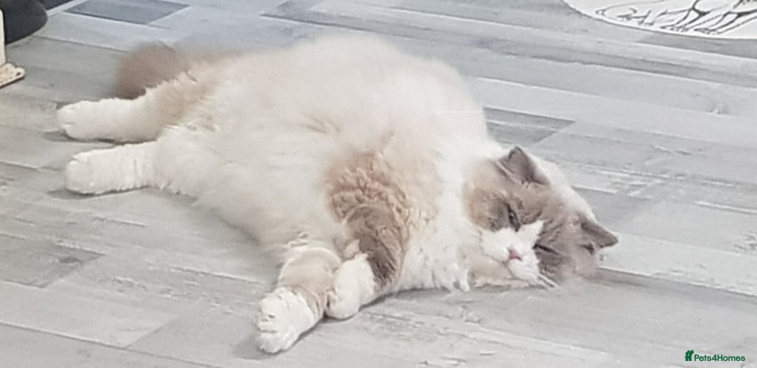 Ragdoll cats for stud: Charles - TICA and Gccf registered active boy  in Bournemouth - Image 7