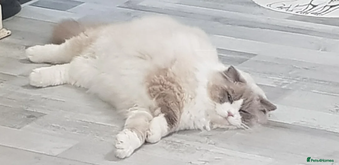 Ragdoll cats for stud: Charles - TICA and Gccf registered active boy  in Bournemouth - Advert 8