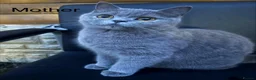 British Shorthair cats for sale: Pure British Shorthair - Advert 2