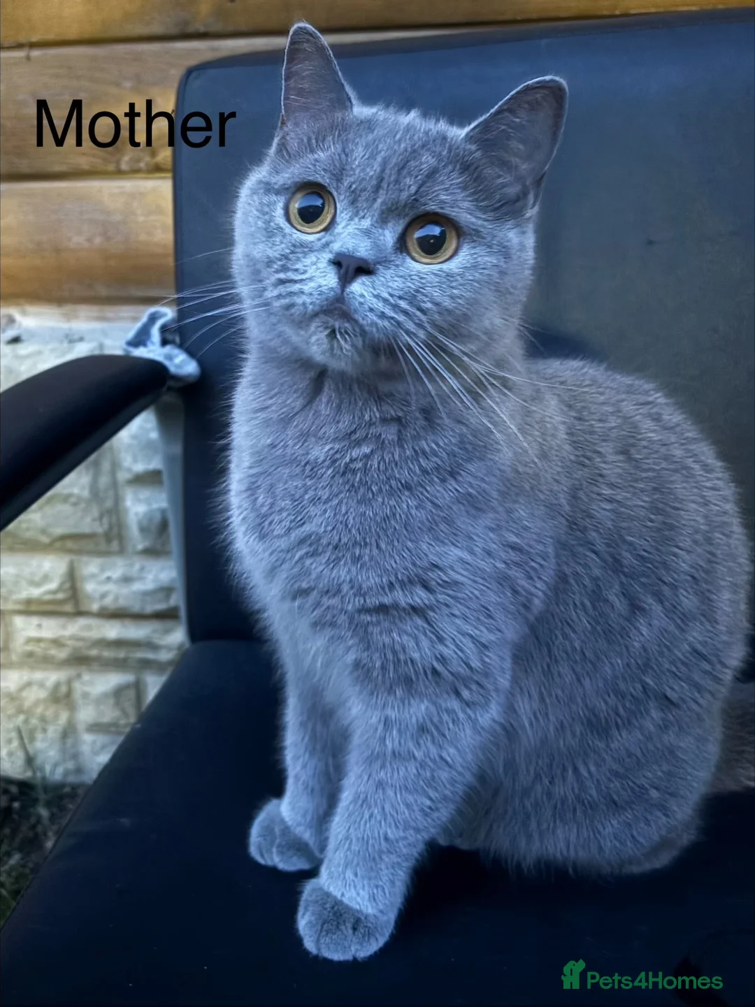 British Shorthair cats for sale: Pure British Shorthair - Advert 2