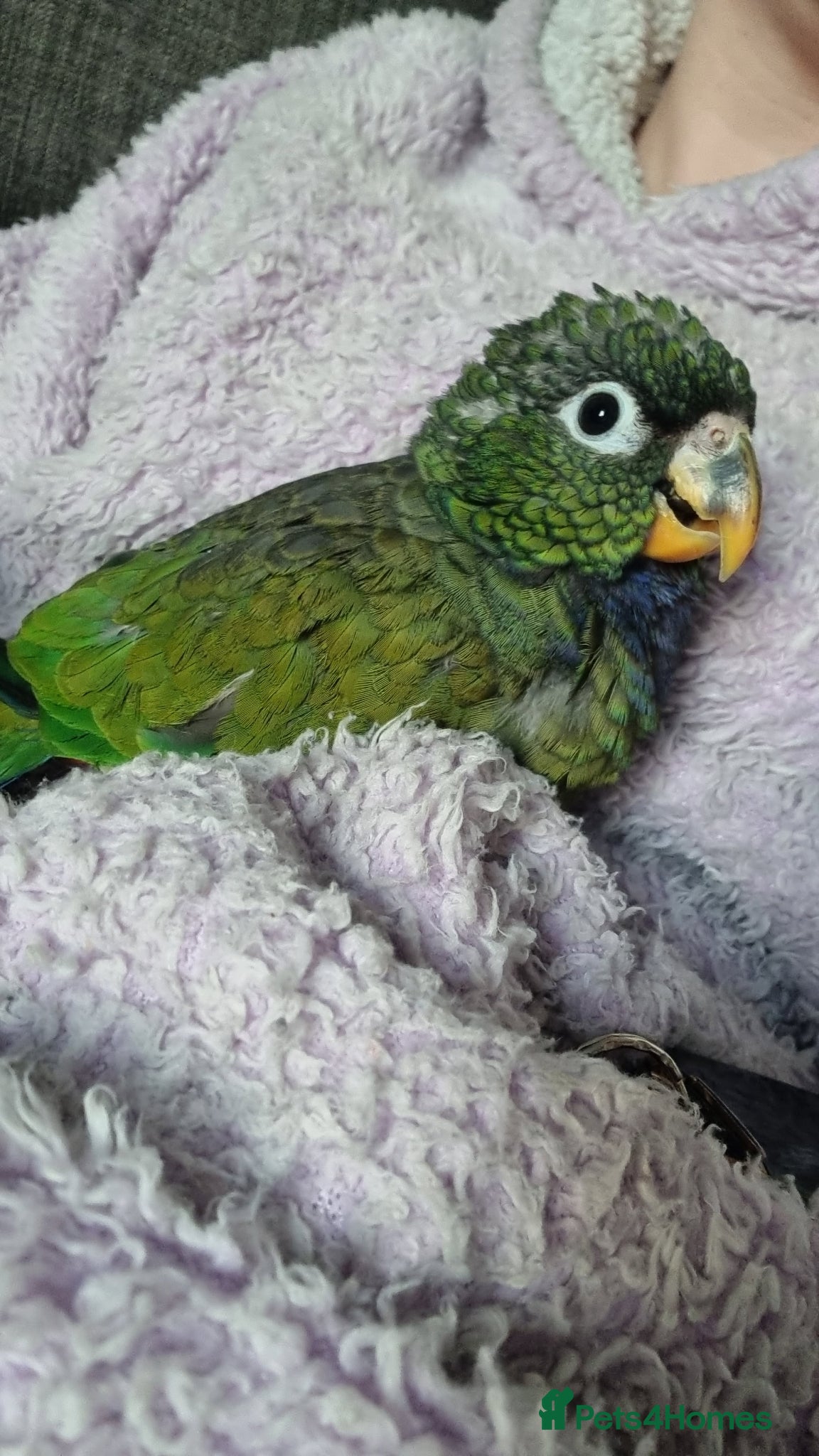 Parrots birds for sale: Maximilian pionus parrot  - Advert 6