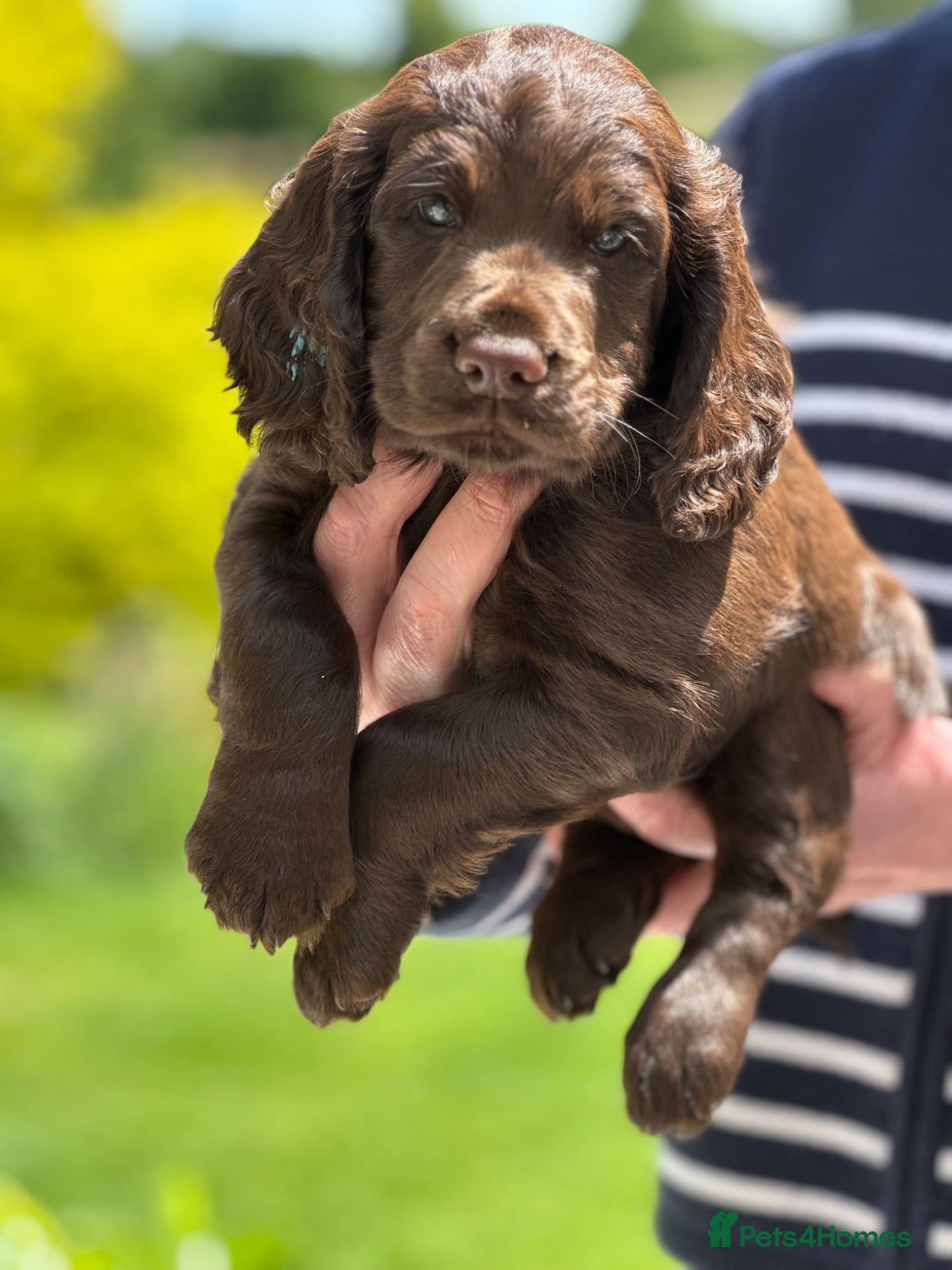 Cocker Spaniel dogs Outstanding Pedigree Liver Working Cocker Puppy - Advert 1