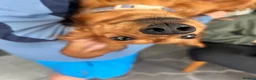 Miniature Dachshund dogs for sale: Miniature dachshund-Adult - Advert 13