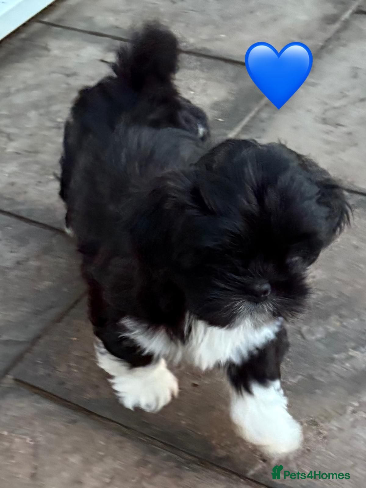 Lhasa Apso dogs One Beautiful Little Boy RKC reg. GPRA Clear - Advert 2