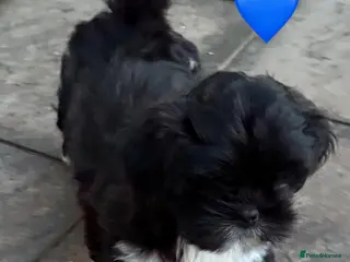 Lhasa Apso dogs One Beautiful Little Boy RKC reg. GPRA Clear - Advert 2