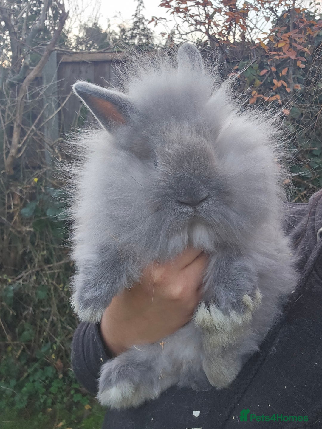 Lionhead rabbits for sale: 2 Beautiful Lionhead Baby Bucks - Advert 4