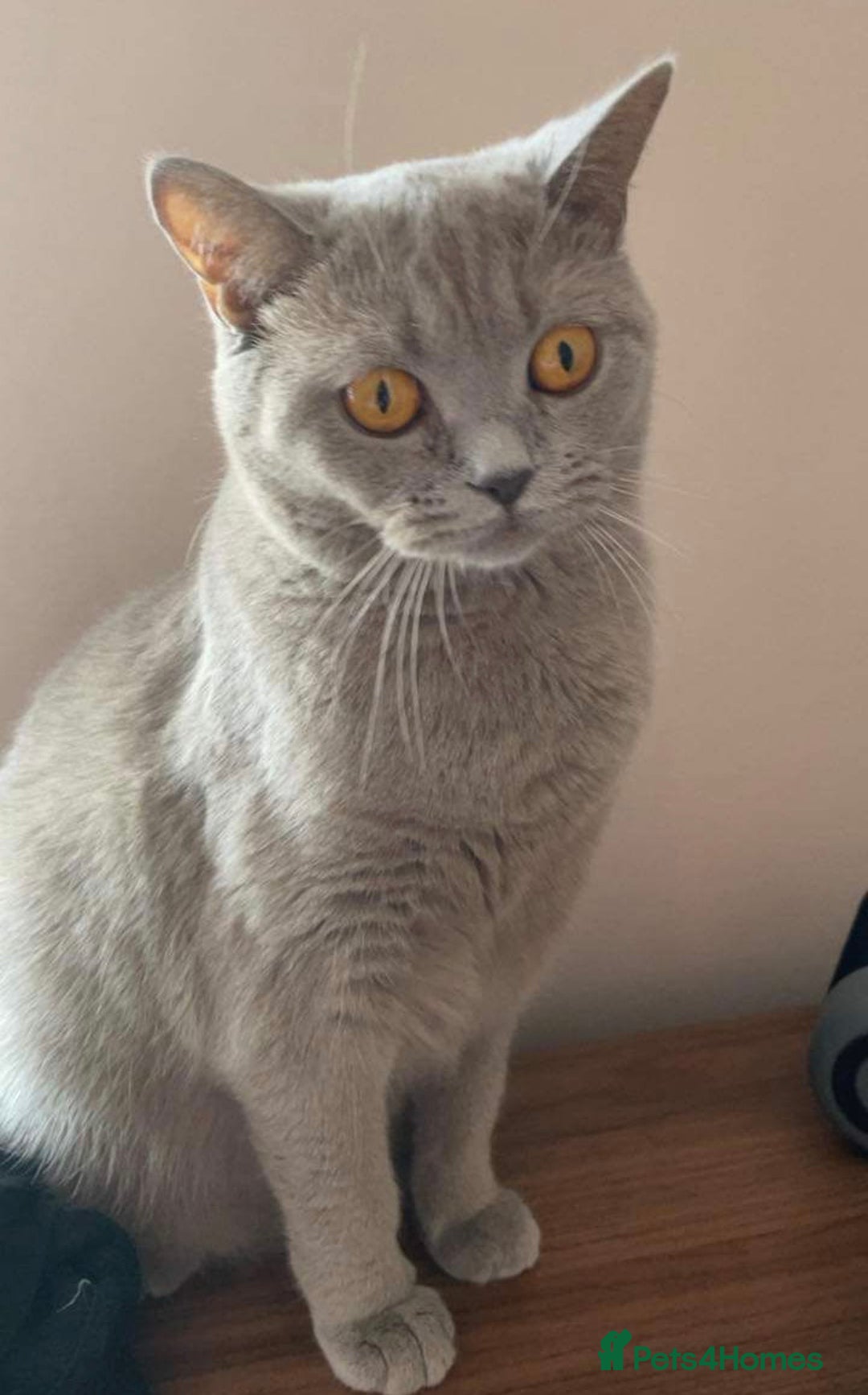 British Shorthair cats for sale: Stunning Lilac Female British Shorthair 10 Weeks - Advert 7
