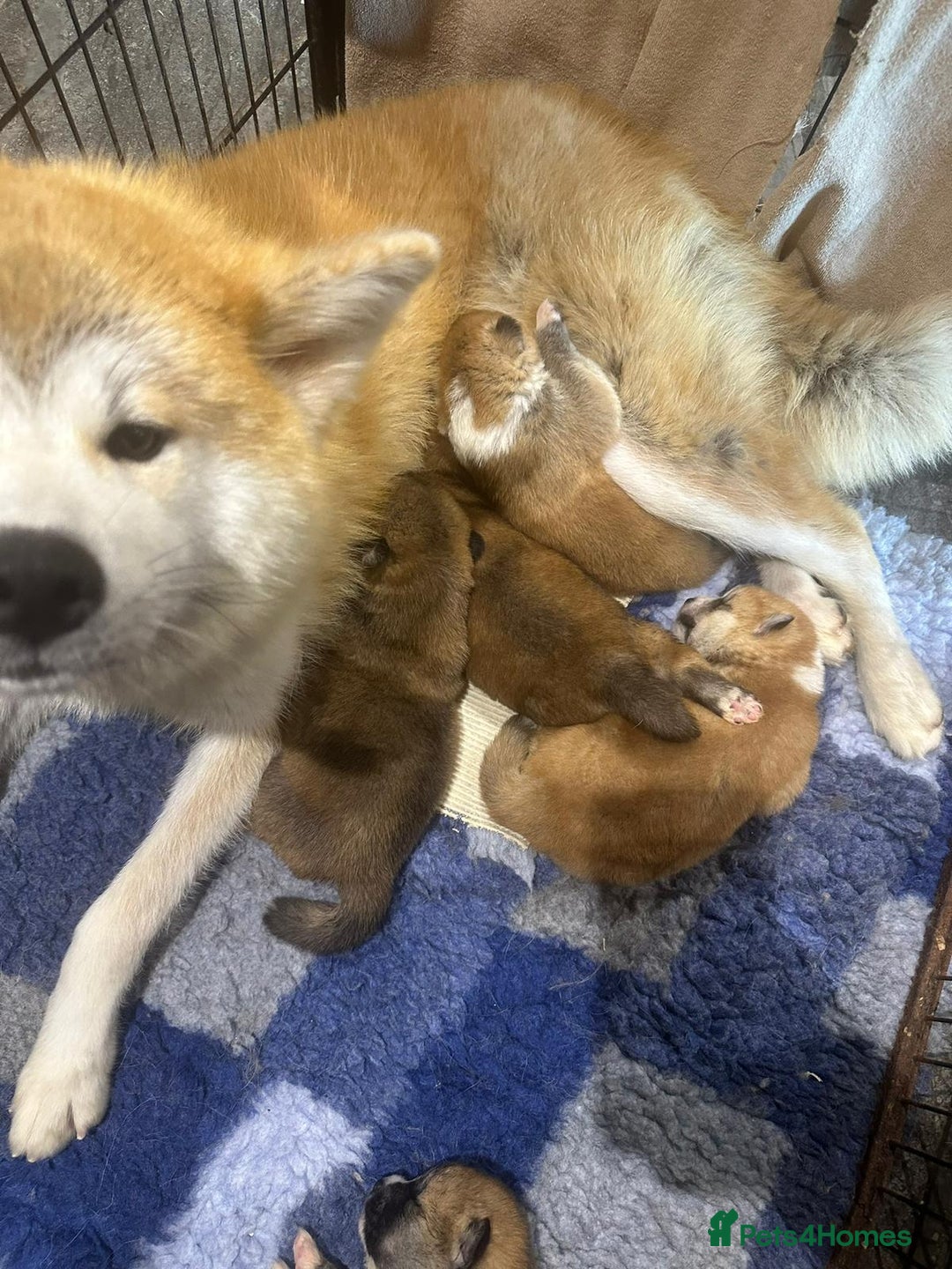 Japanese Akita Inu dogs for sale: Stunning Japanese Akita Inu - Image 8
