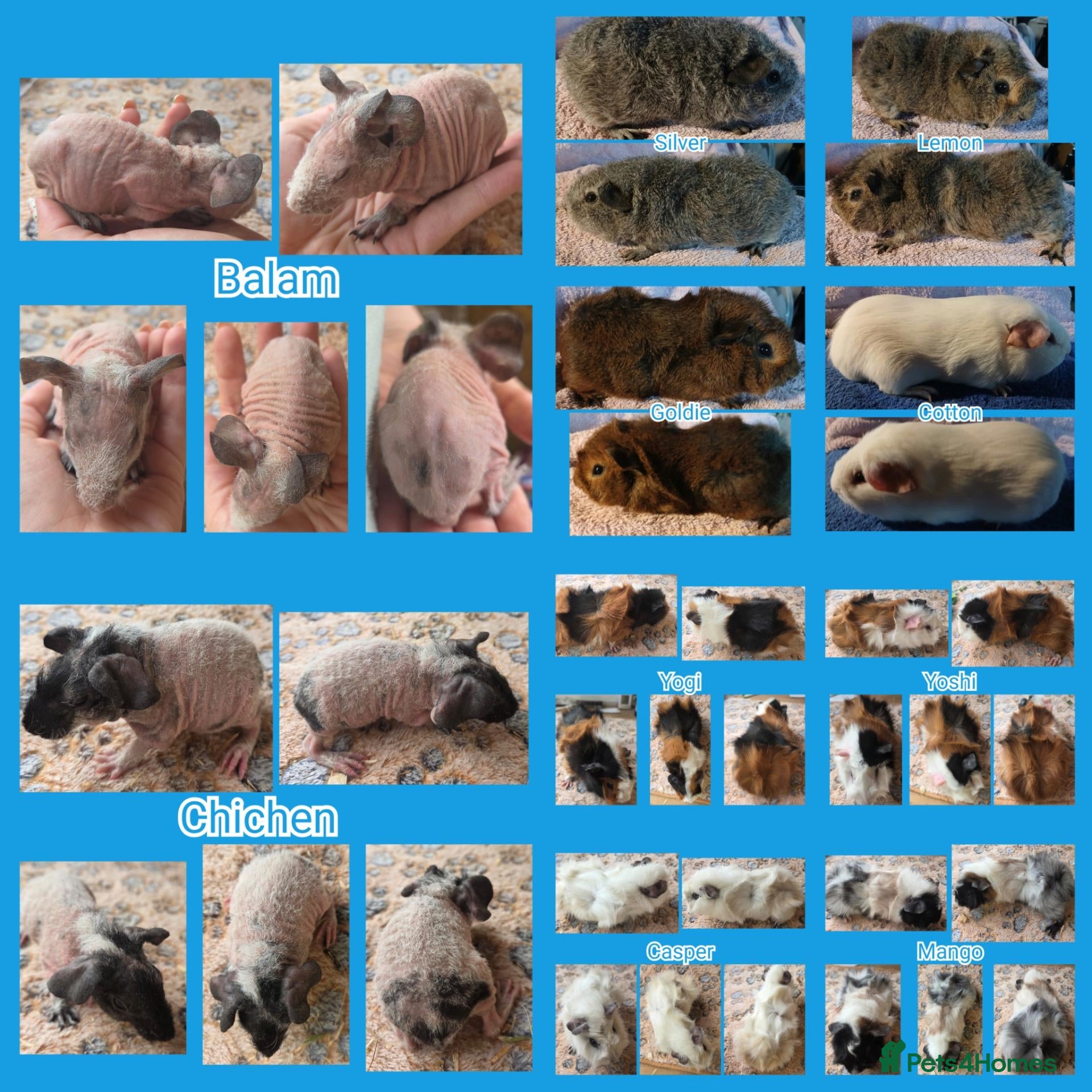 Guinea Pig rodents Baby Skinny and Furry Boy Guinea Pigs - Advert 7