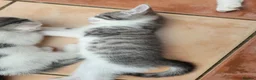 Mixed Breed cats for sale: Beautiful boy kittens - Advert 5
