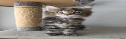 Maine Coon cats for sale: TICA Registered Maine Coon Kittens–Russian Line🐾 - Advert 12