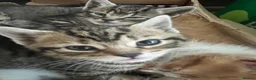 Domestic Shorthair cats for sale: Adorable Tabby Kittens Seeking Their Forever Homes - Advert 12