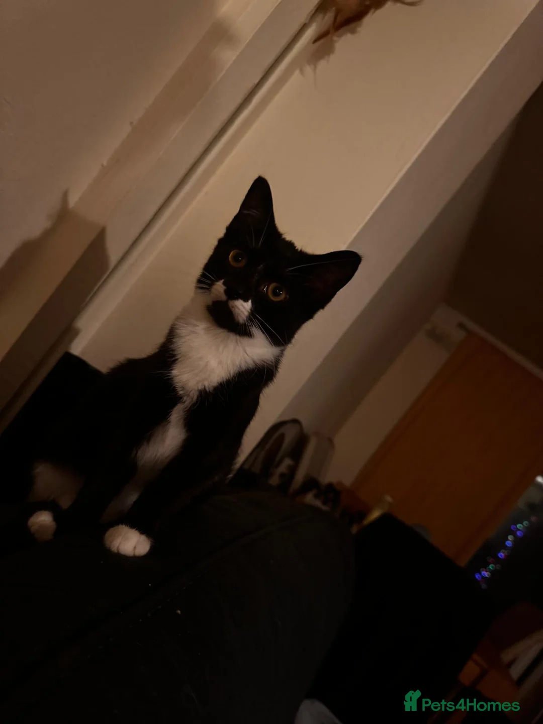 Mixed Breed cats for sale: Cats for sale - Advert 7