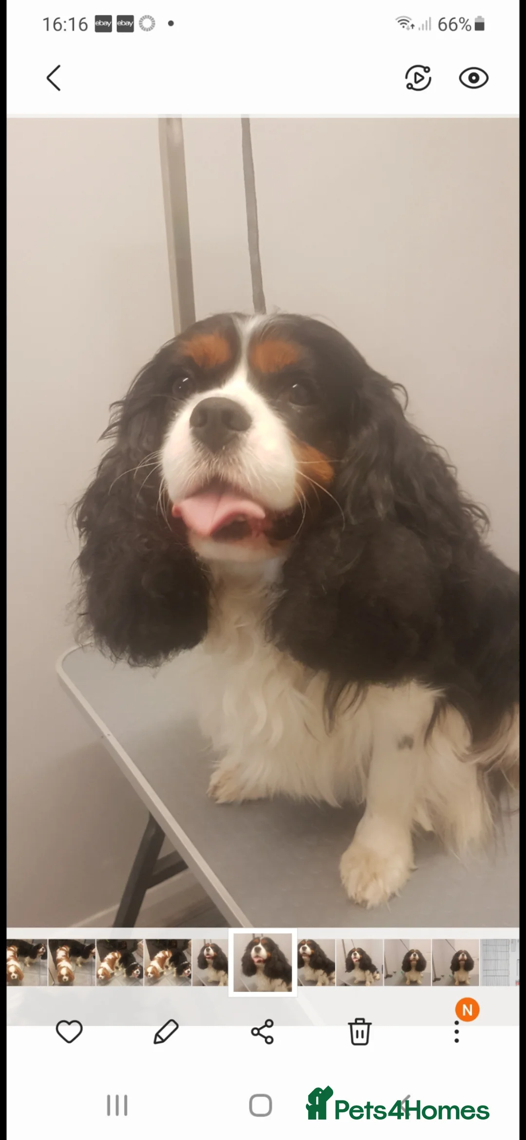Cavalier King Charles Spaniel dogs for sale: Beautiful CKCS pups - Advert 7