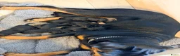 Rottweiler dogs for sale: Tilly’s puppies  - Advert 21