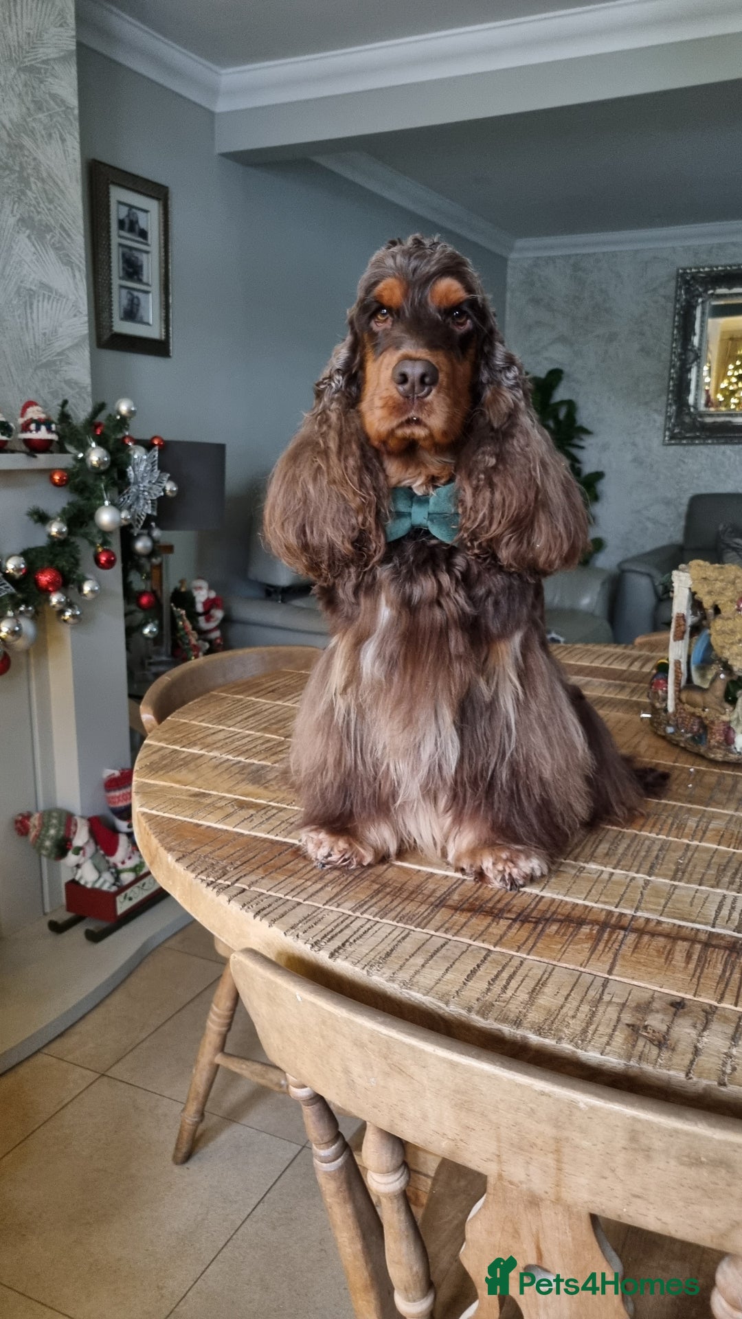Cocker Spaniel dogs for stud: SHOW COCKER SPANIEL 🐕 health tested stud  in Brentwood - Advert 40