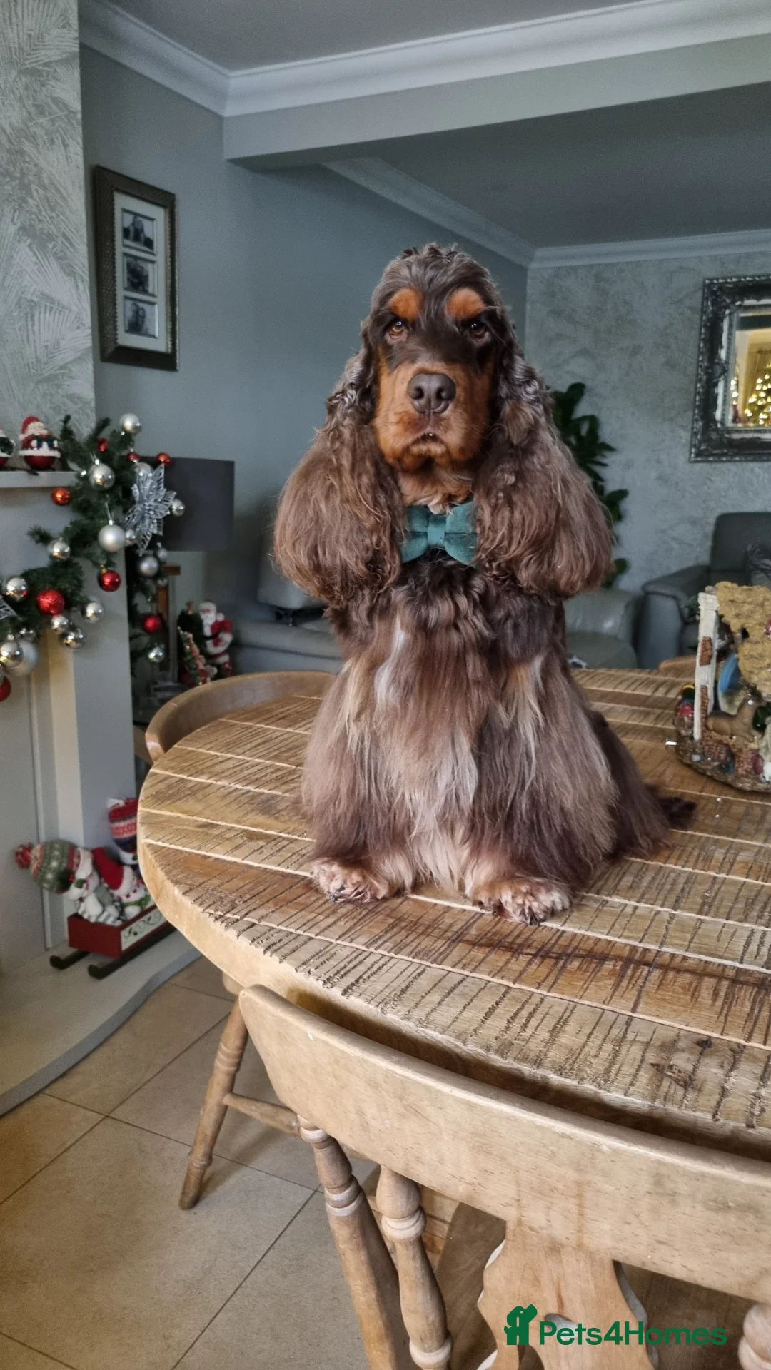 Cocker Spaniel dogs for stud: SHOW COCKER SPANIEL 🐕 health tested stud  in Brentwood - Advert 40