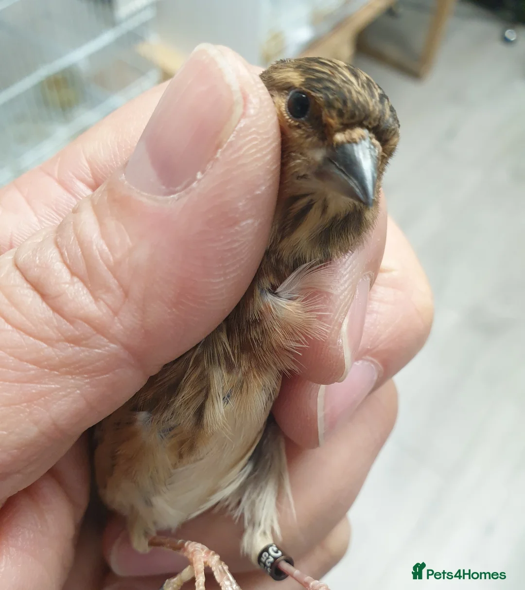 Mixed Breed birds for sale:  canary and linnet - Advert 11