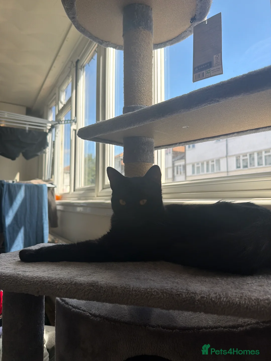 Mixed Breed cats for sale: 2 cats, Frankie the calico and Luna the all black - Advert 2