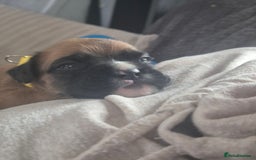 Boxer dogs for sale: Kc Boxer Puppies - Image 6