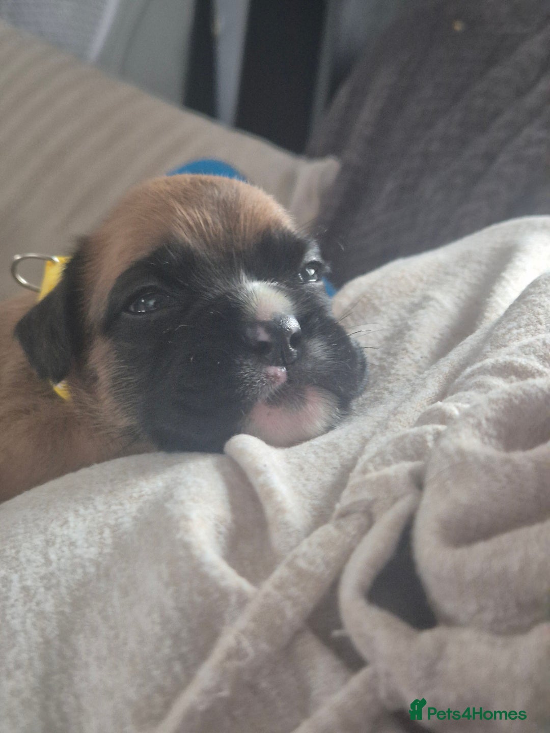 Boxer dogs for sale: Kc Boxer Puppies - Image 6