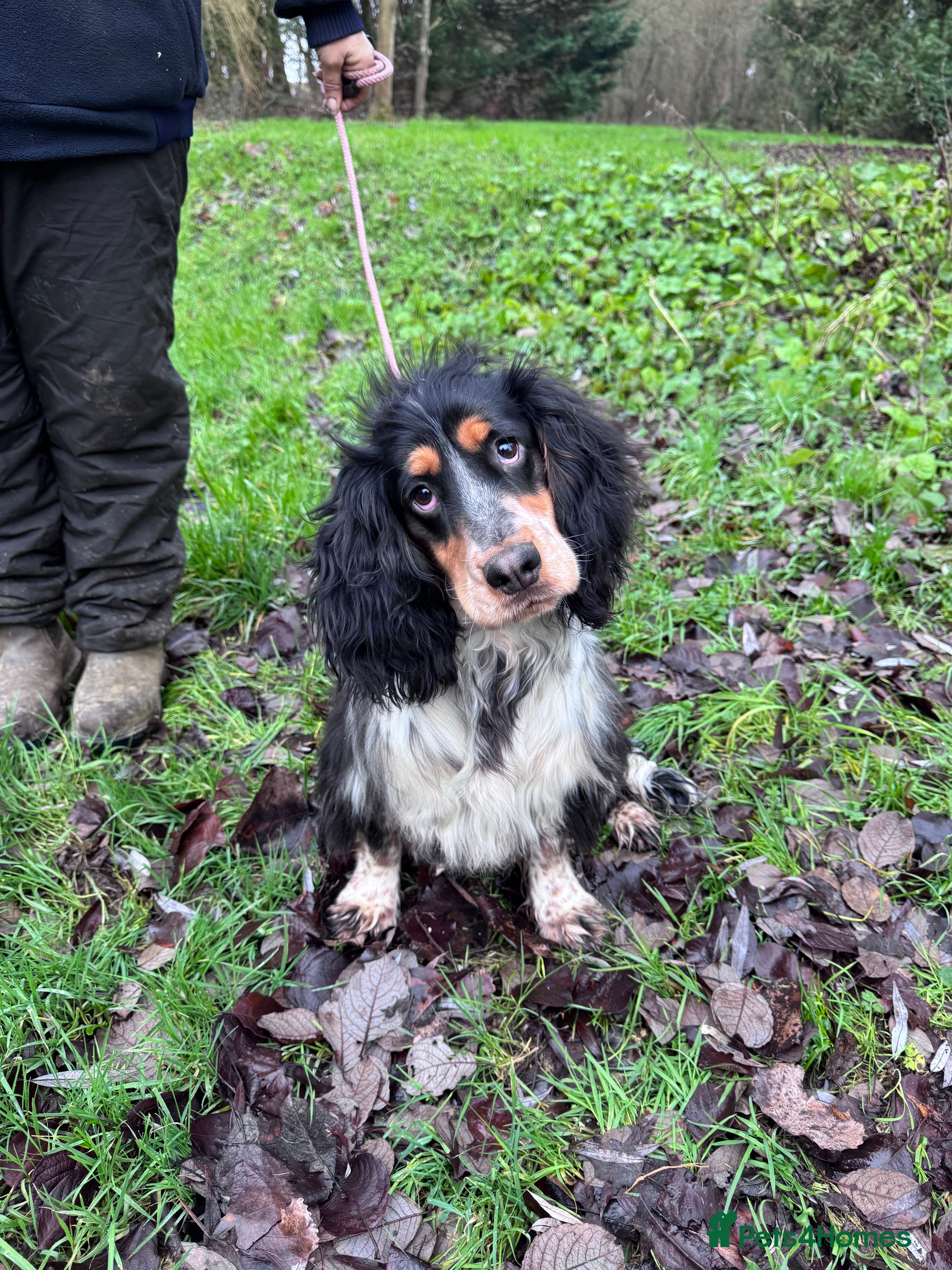 Sprocker dogs Beautiful Sprocker Boy ❤️ - Advert 2