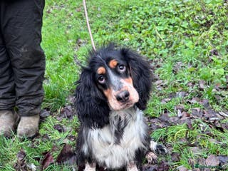 Sprocker dogs Beautiful Sprocker Boy ❤️ - Advert 2