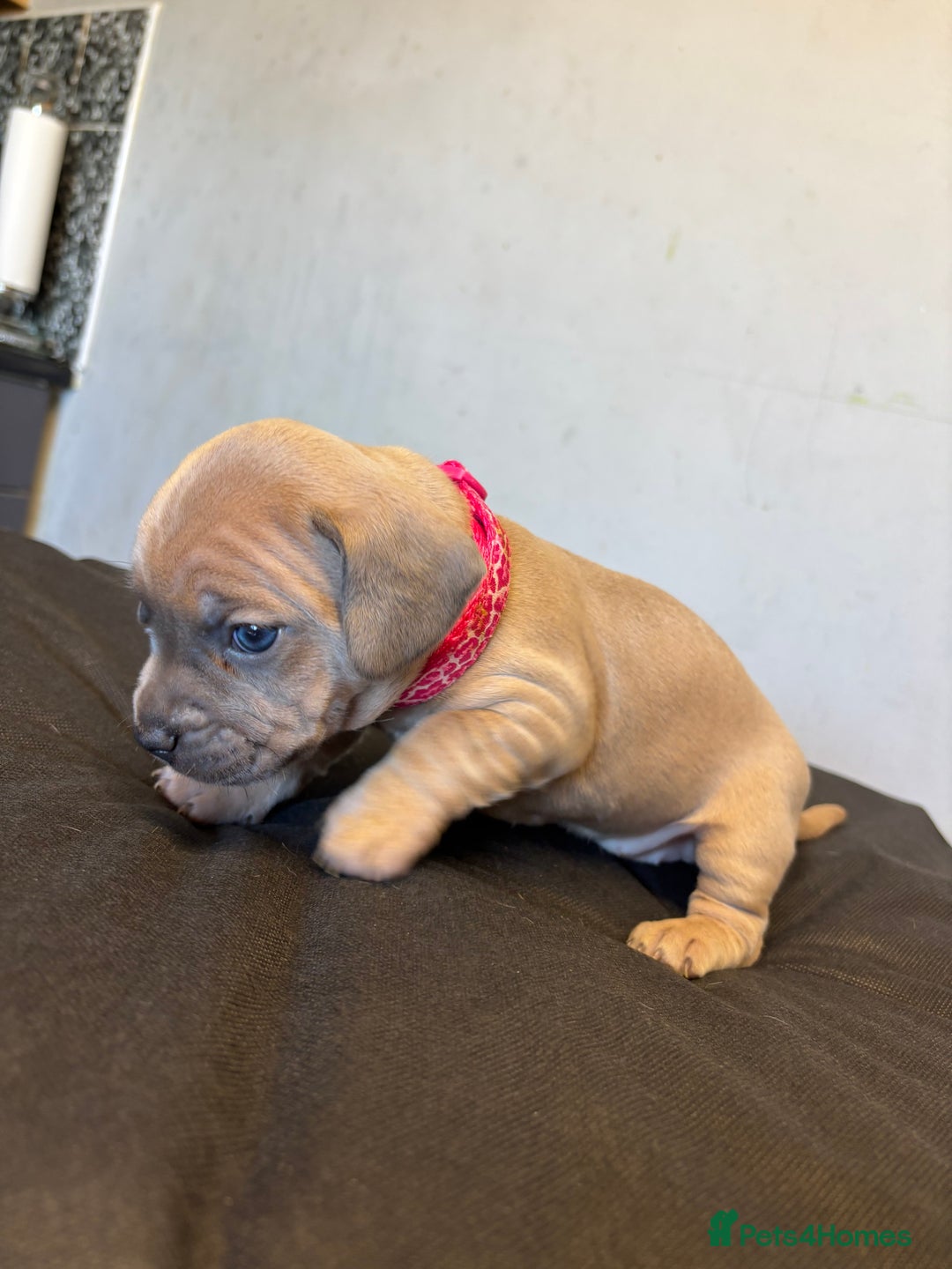 Mixed Breed dogs for sale: Dachshund cross Frenchbull dog (frenchbullwiner)p - Image 12