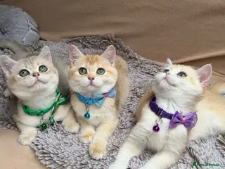 British Shorthair cats Unique British shorthair golden kittens GCCF - Advert 10