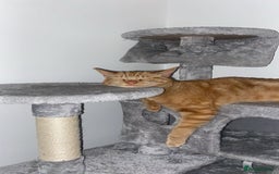 Mixed Breed cats for sale: Male and female neutered cat  - Image 4