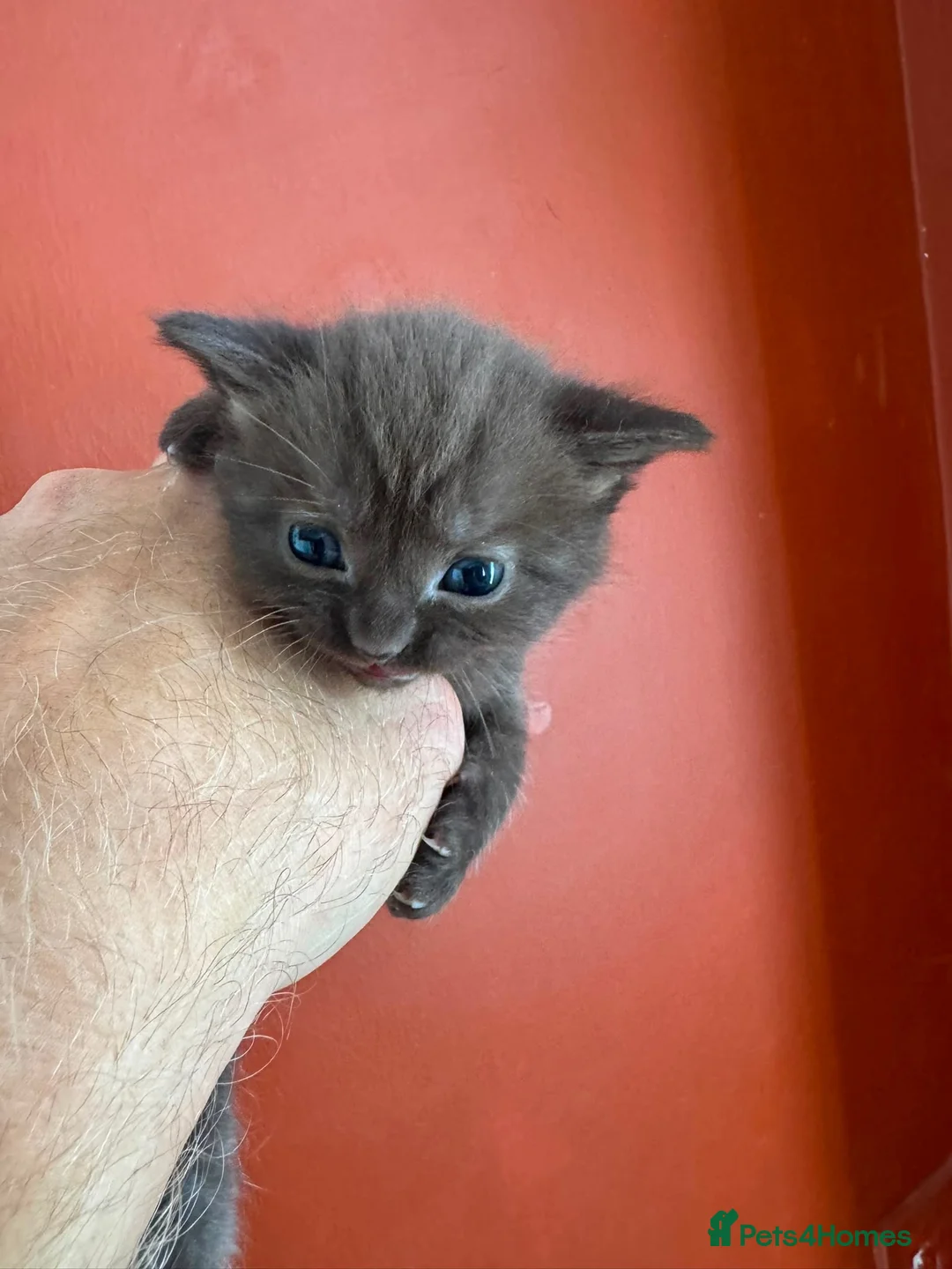 Mixed Breed cats for sale: Help us find forever homes  in Holmfirth - Advert 2