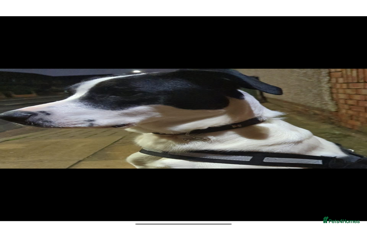 Mixed Breed dogs - Advert 1