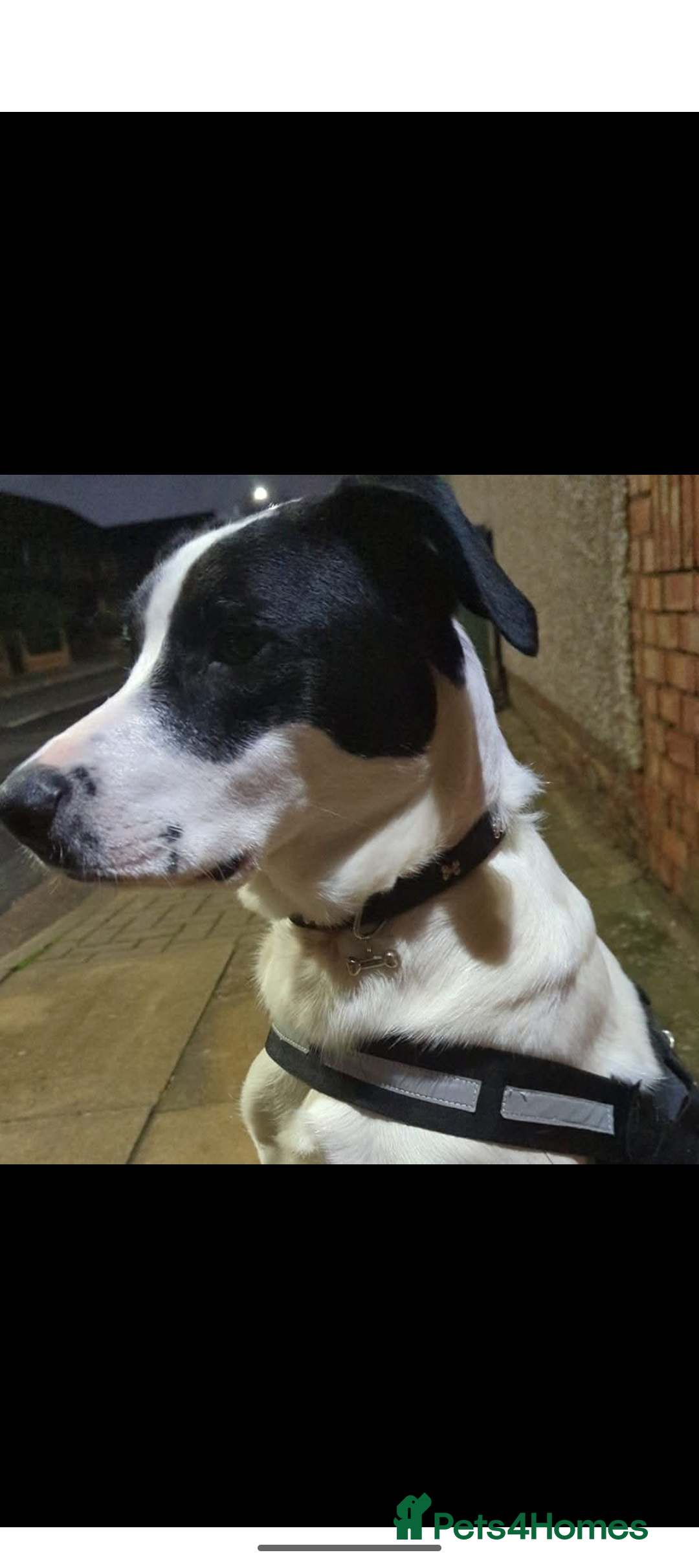Mixed Breed dogs for sale: Roman - Image 1
