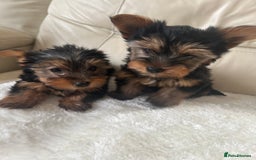Yorkshire Terrier dogs for sale: Miniature full breed Yorkshire terriers  - Image 5
