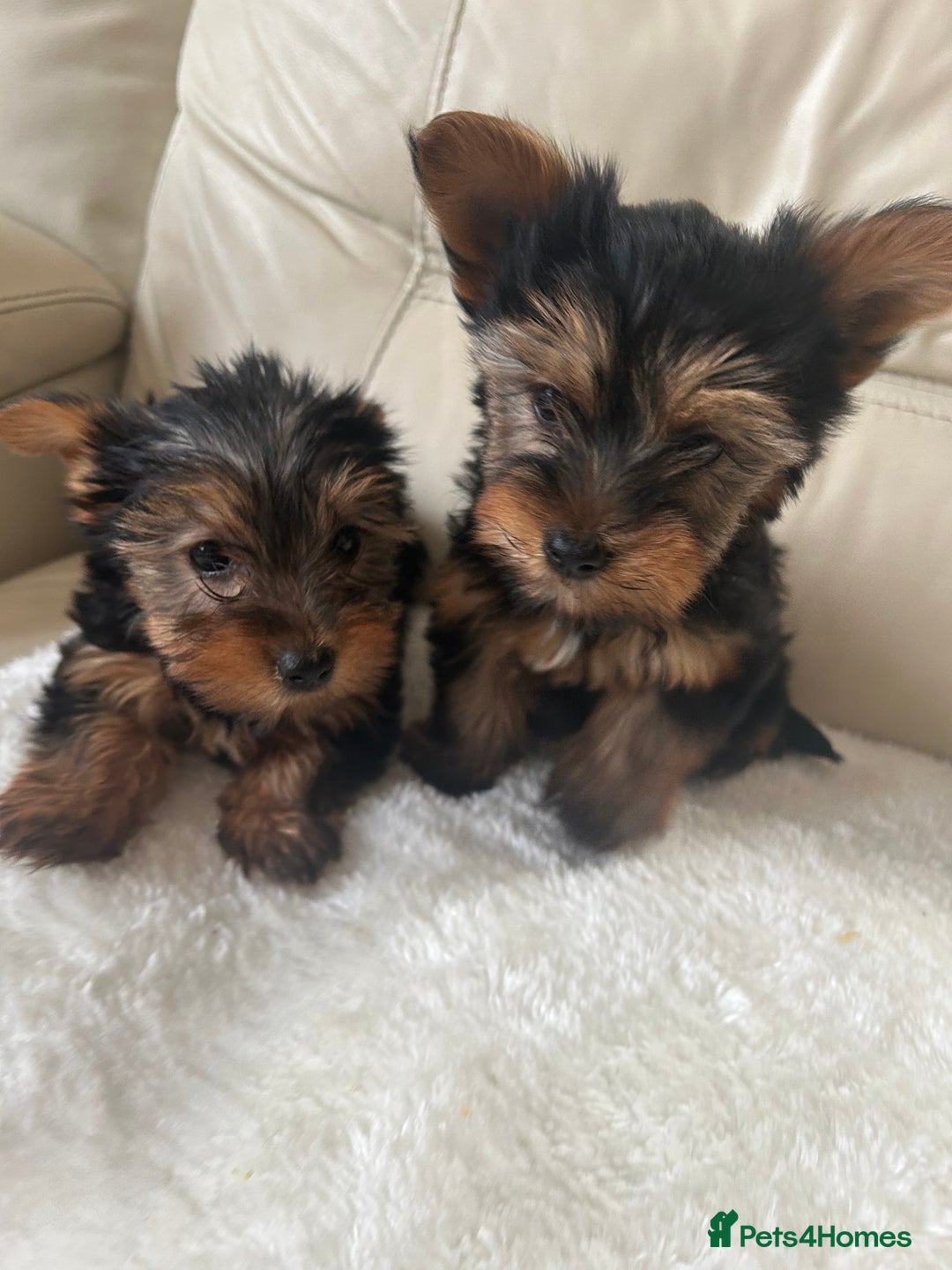 Yorkshire Terrier dogs for sale: Miniature full breed Yorkshire terriers  - Image 5