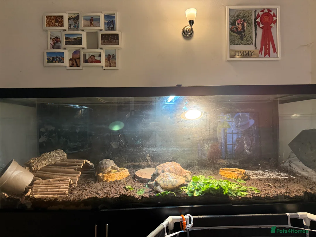 Tortoise reptiles for sale: Full tortoise setup and tortoise  - Advert 6