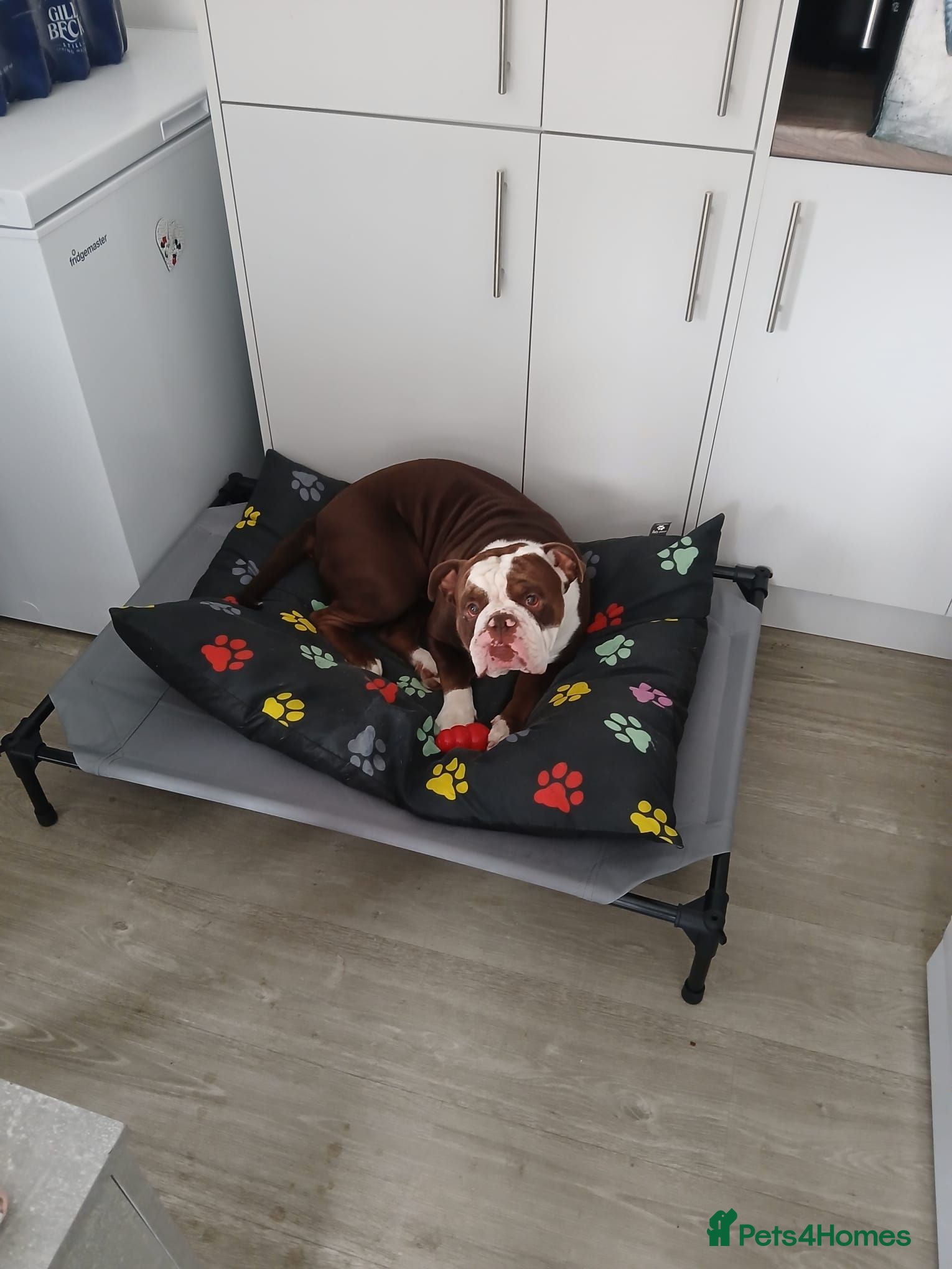 Dorset Olde Tyme Bulldogge dogs Old tyme english bulldog - Advert 4