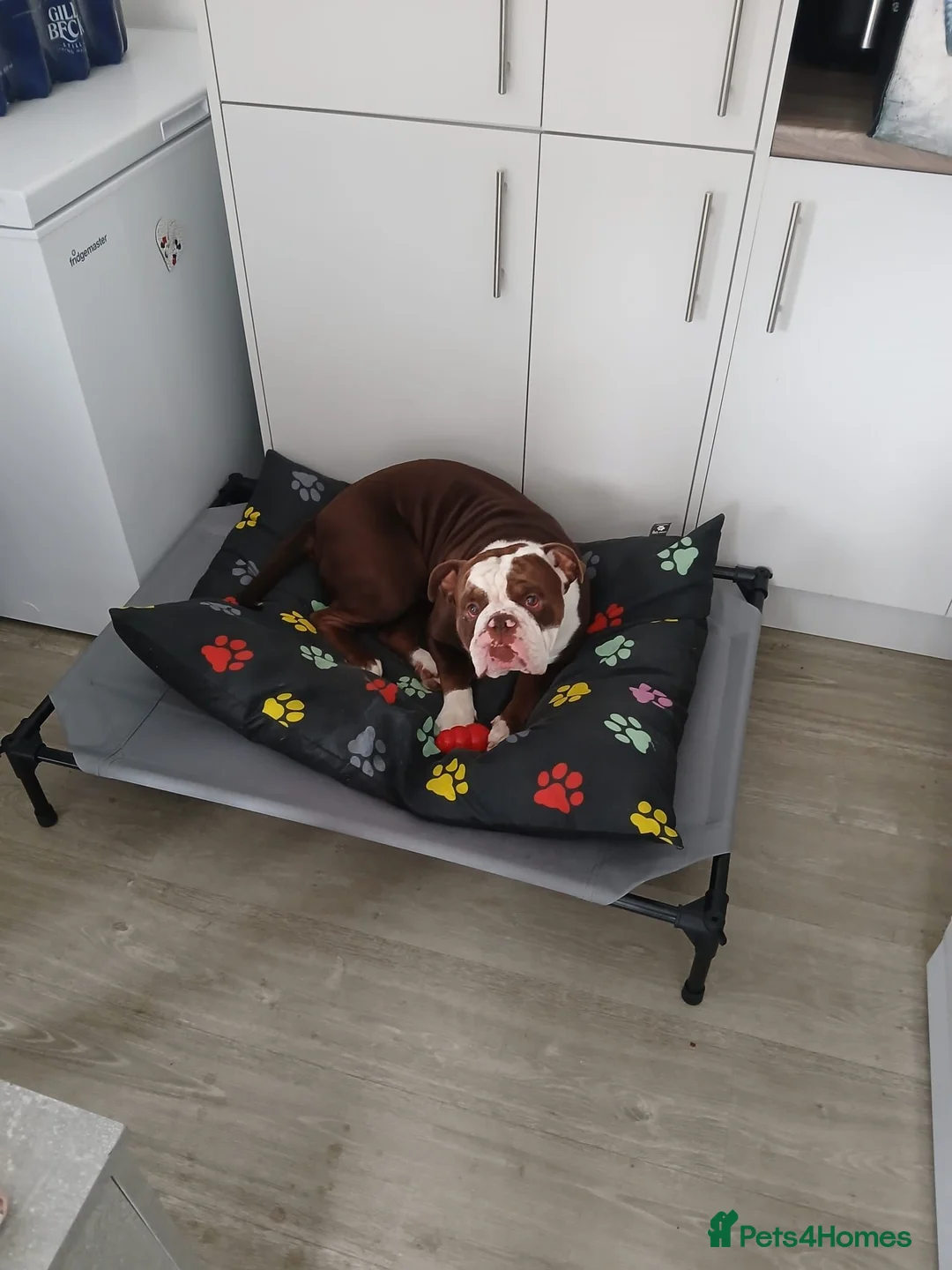 Dorset Olde Tyme Bulldogge dogs for stud: Old tyme english bulldog in Houghton le Spring - Advert 1