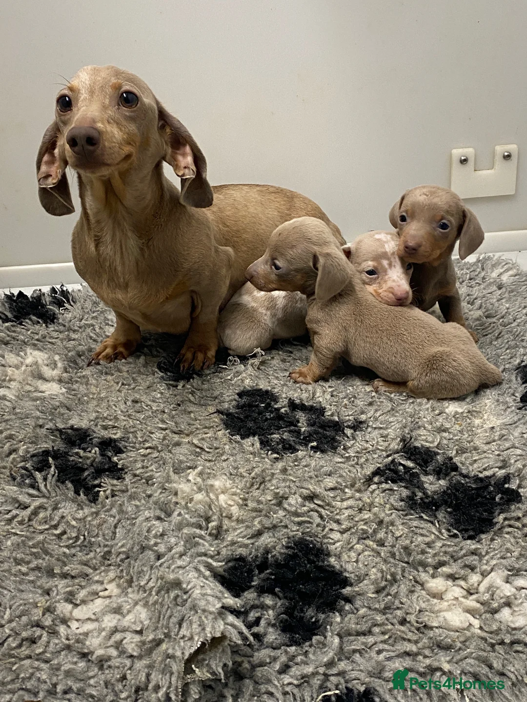 Miniature Dachshund dogs for sale: 5⭐️Licensed breeder. Tiny miniature dachshunds - Advert 2