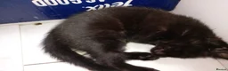 Mixed Breed cats for sale: Gorgeous female kittens ready now - Advert 3