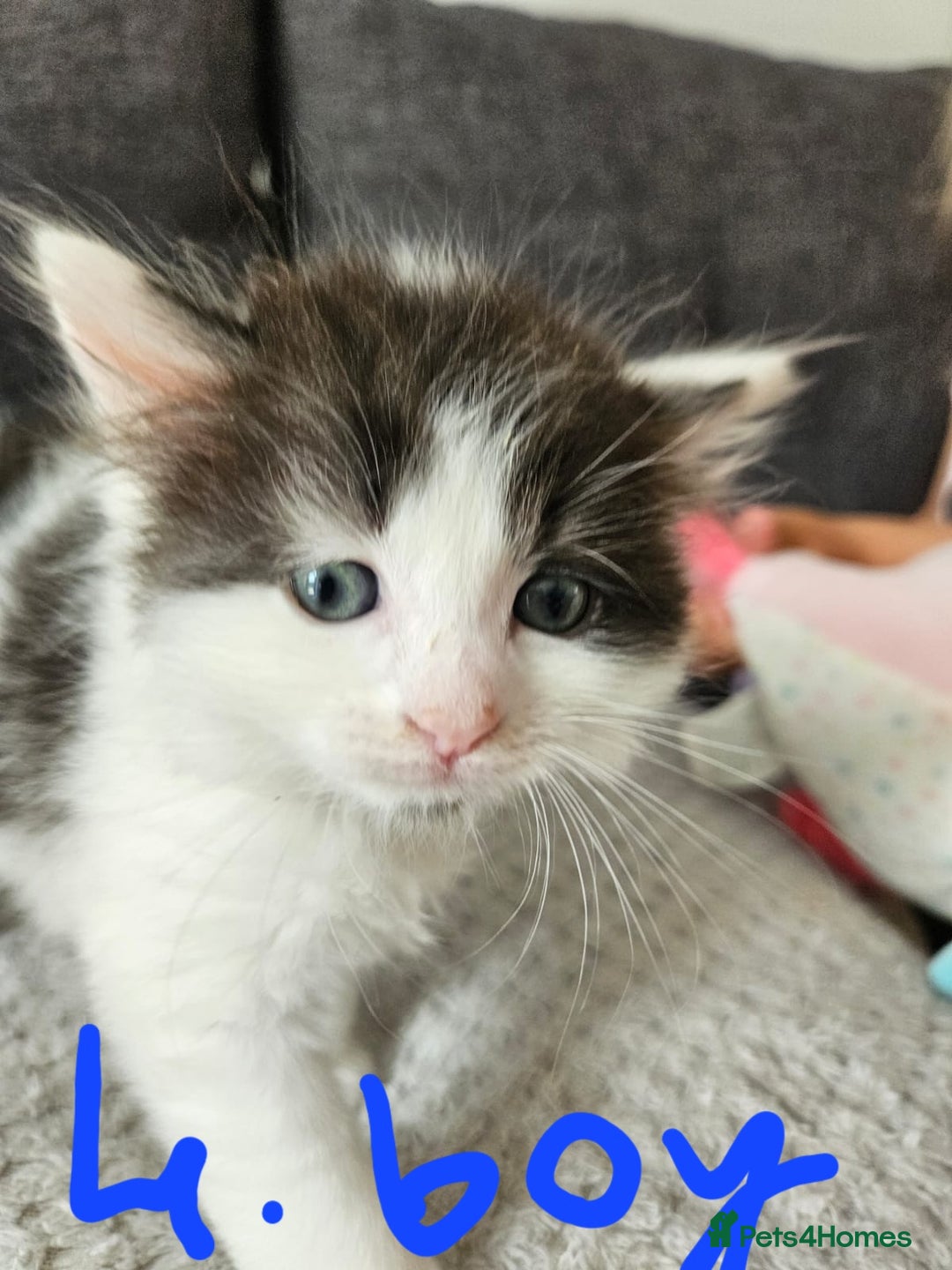 Mixed Breed cats for sale: Fluffy kittens for sale - Image 5