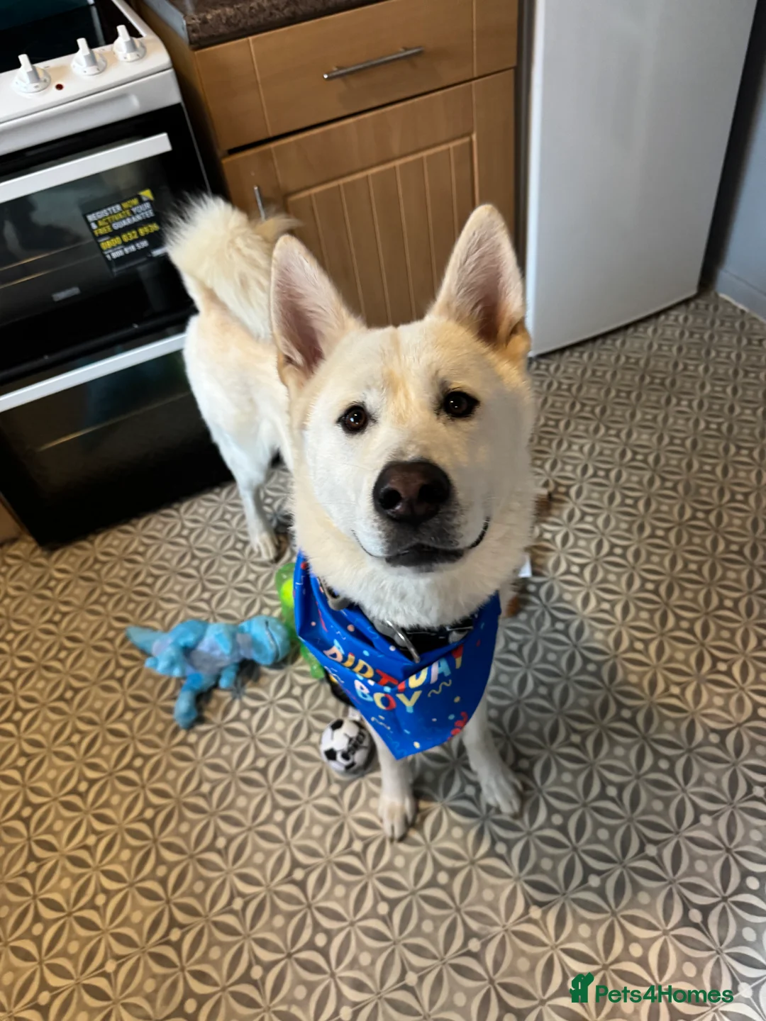 Shepsky dogs for sale: Wolfie German shepherd cross husky  - Advert 1