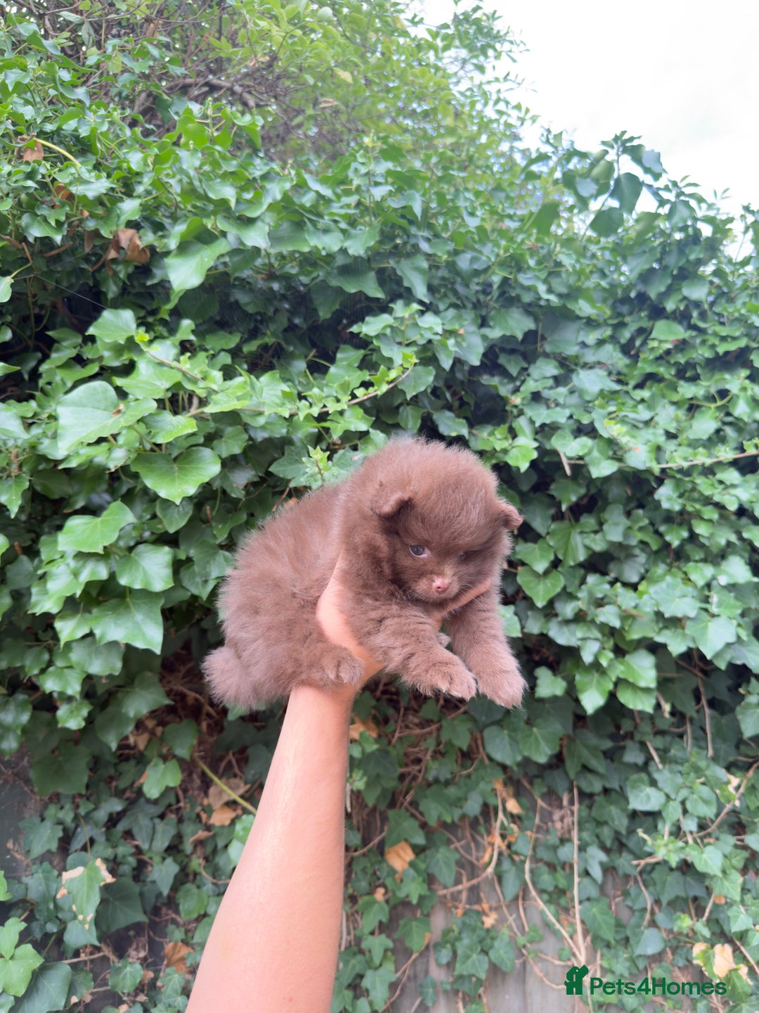 Pomeranian dogs for sale: 🌟 Adorable Pompom’s Ready to Melt Your Heart! 🌟 - Image 8