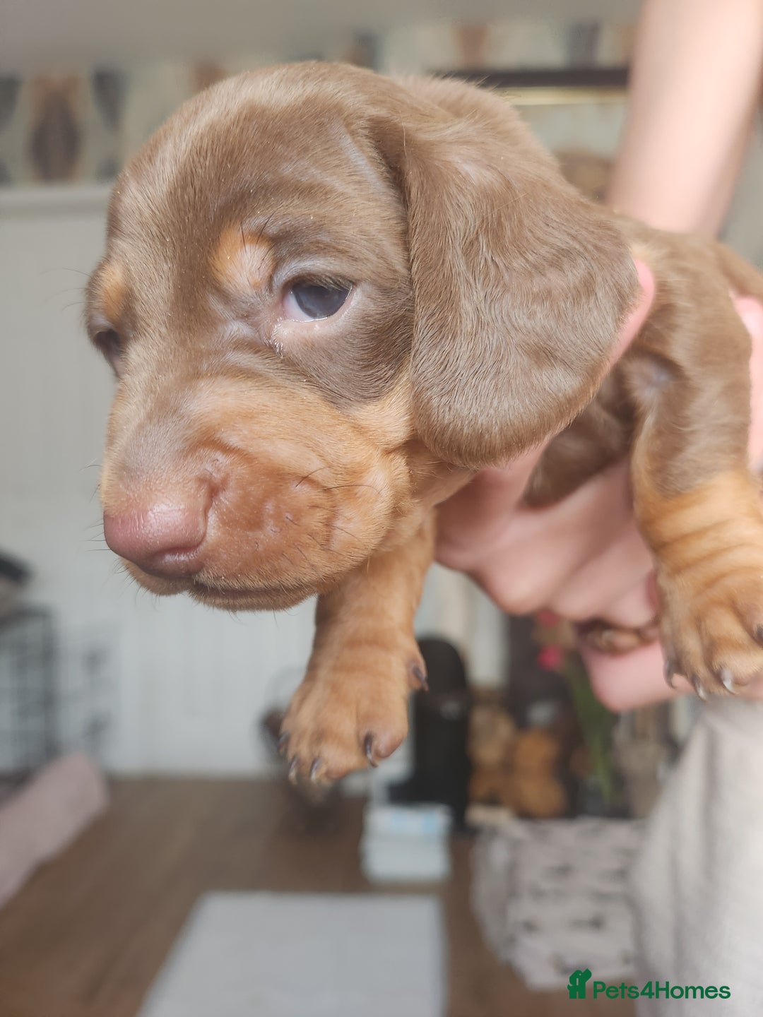 Miniature Dachshund dogs for sale: Chocolate and Tan mini dachshund  - Image 31