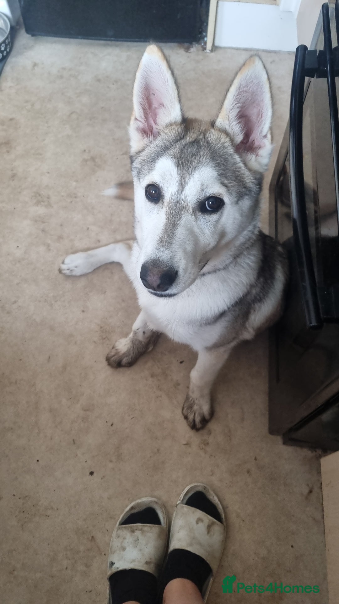 Shepsky dogs for sale: 9 Month old Male Shepski  - Advert 4