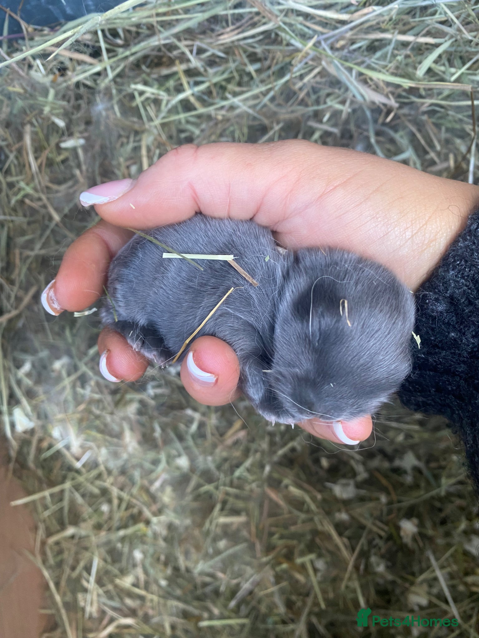 Mini Lop rabbits ✨2 LEFT✨Lilac Blue Mini lop babies! 🐰 - Advert 21